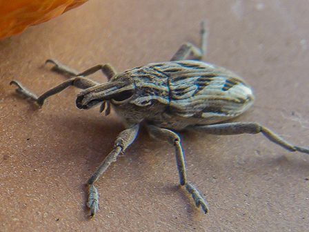 Вредитель долгоносик Жук-долгоносик