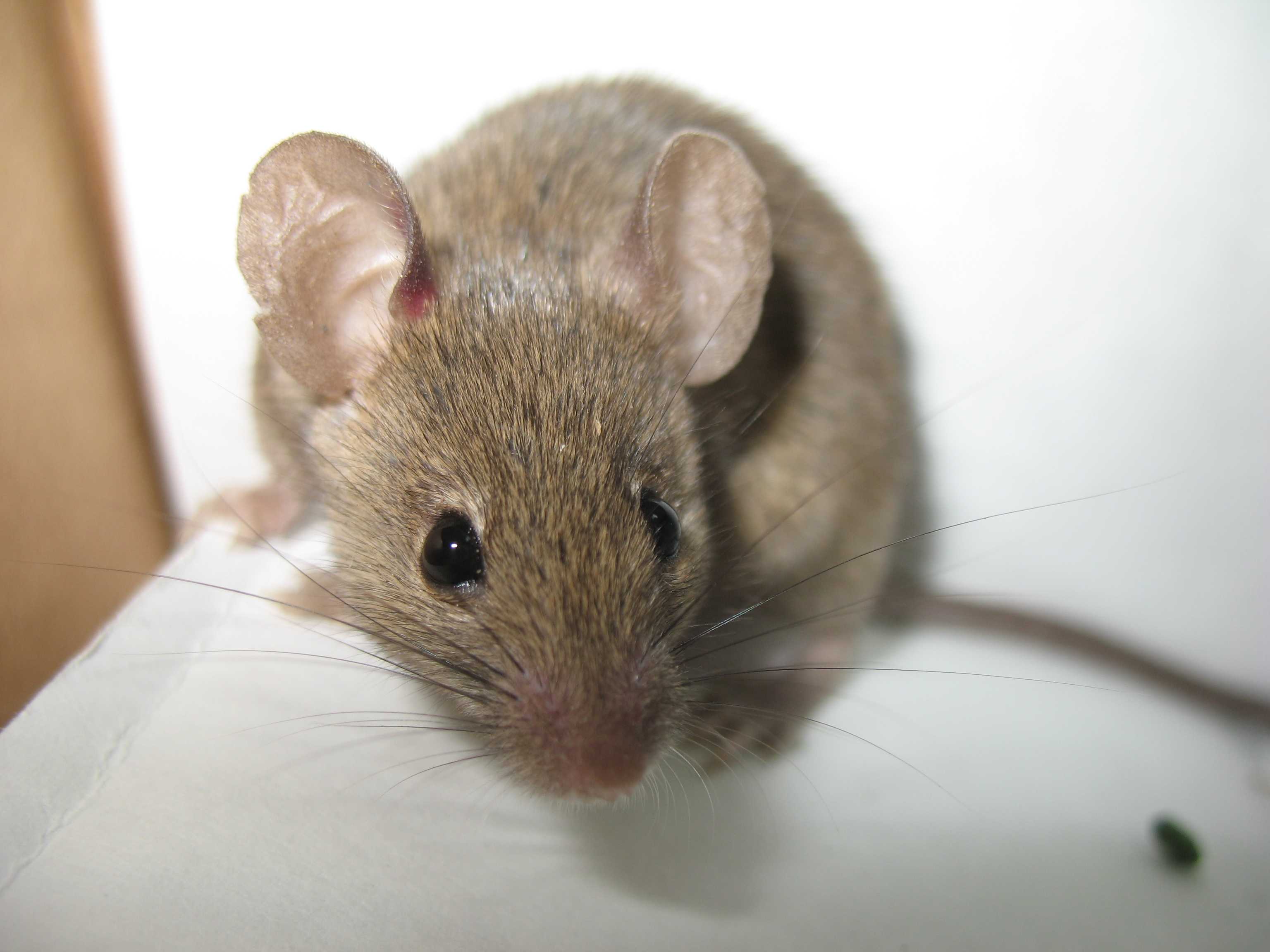 Грызун в помещении Мышь в офисе